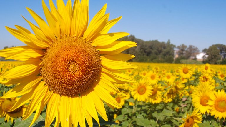 Ha arribat la Primavera
