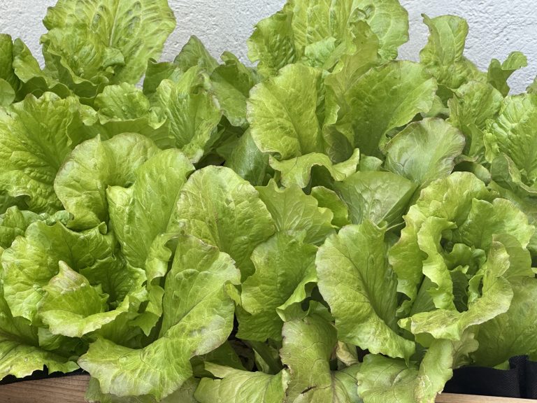 El nostre hort