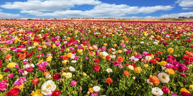 Ha arribat la Primavera a Educació Infantil