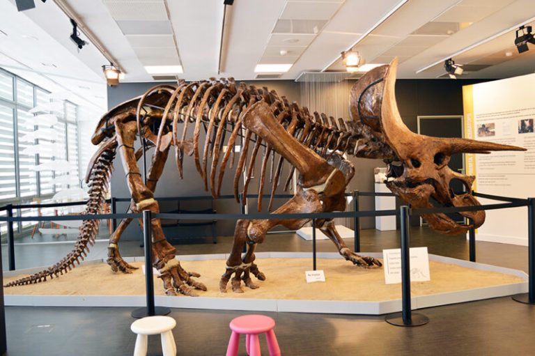 I4 visita el Museu Paleontològic