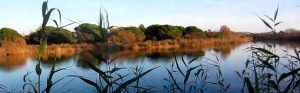 5è visita la Reserva Natural del Remolar al Delta del Llobregat