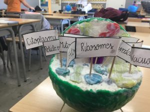 Maquetes de la cèl·lula 1r d’ESO