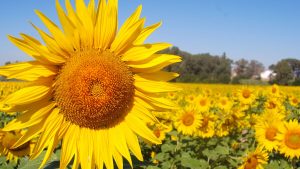 Ha arribat la Primavera